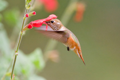 Rufous Hummingbird Photo @ Kiwifoto.com