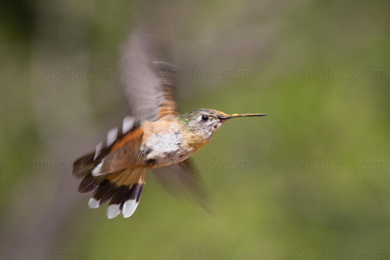 Rufous Hummingbird Photo @ Kiwifoto.com