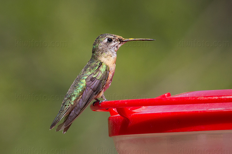 Rufous Hummingbird Image @ Kiwifoto.com