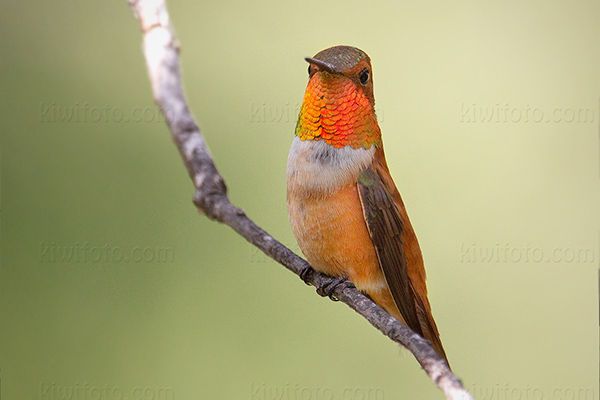 Rufous Hummingbird Image @ Kiwifoto.com