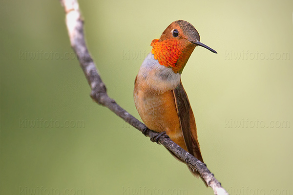 Rufous Hummingbird Photo @ Kiwifoto.com