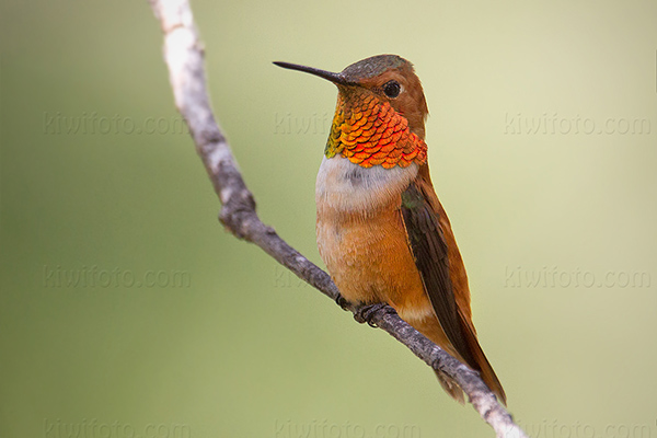 Rufous Hummingbird Photo @ Kiwifoto.com