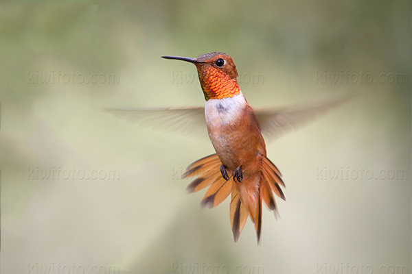 Rufous Hummingbird