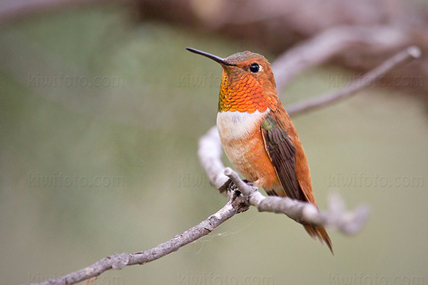 Rufous Hummingbird Photo @ Kiwifoto.com