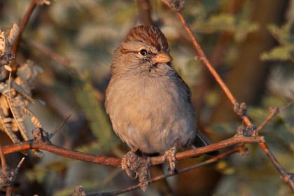 Rufous-winged Sparrow Photo @ Kiwifoto.com