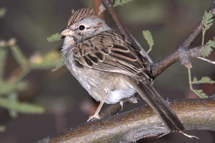 Rufous-winged Sparrow