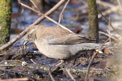 Rusty Blackbird Picture @ Kiwifoto.com