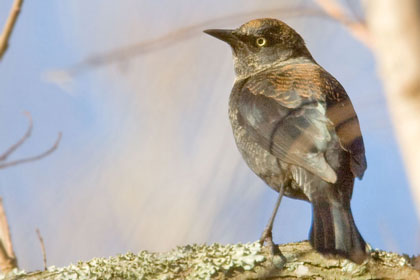 Rusty Blackbird Image @ Kiwifoto.com