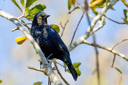 Rusty Blackbird