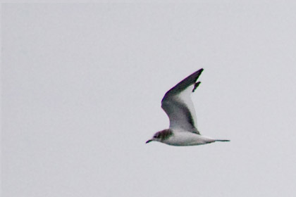 Sabine's Gull Photo @ Kiwifoto.com