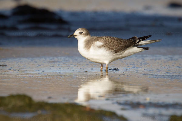 Sabine's Gull Photo @ Kiwifoto.com