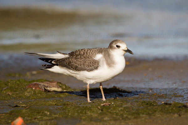 Sabine's Gull Photo @ Kiwifoto.com