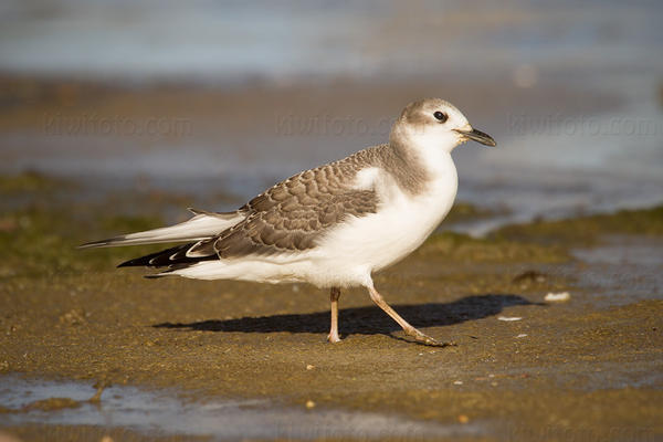 Sabine's Gull Photo @ Kiwifoto.com