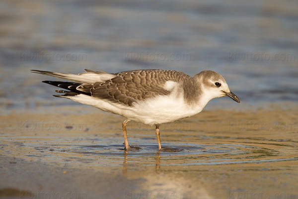 Sabine's Gull Image @ Kiwifoto.com