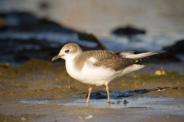 Sabine's Gull Photo @ Kiwifoto.com