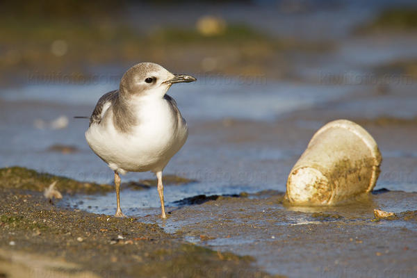 Sabine's Gull Image @ Kiwifoto.com