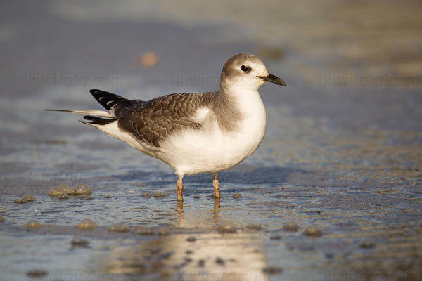 Sabine's Gull