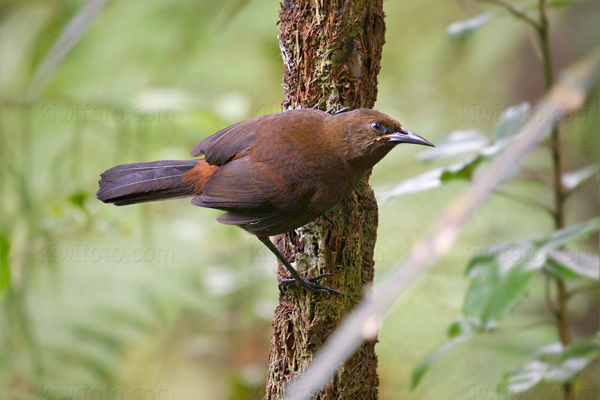 Saddleback (P. c. carunculatus)