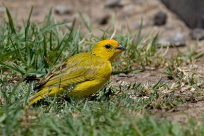 Saffron Finch