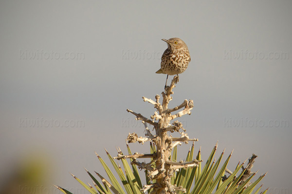 Sage Thrasher Image @ Kiwifoto.com