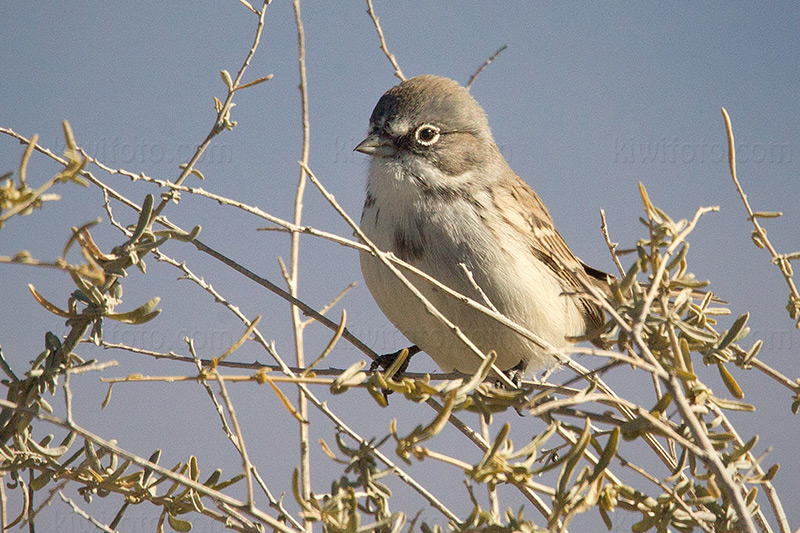 Sagebrush Sparrow @ Albuquerque (Petroglyph National Monument), NM