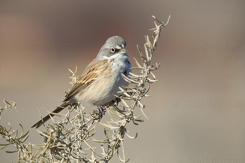 Sagebrush Sparrow Picture @ Kiwifoto.com