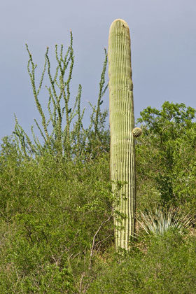 Saguaro