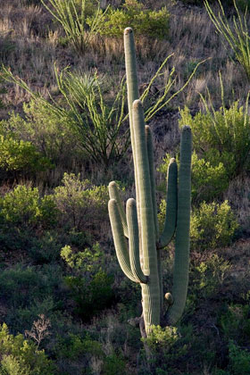 Saguaro Picture @ Kiwifoto.com