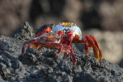 Sally Lightfoot Crab Picture @ Kiwifoto.com