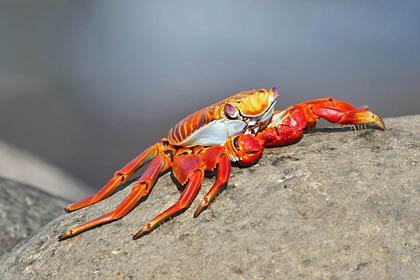 Sally Lightfoot Crab Image @ Kiwifoto.com