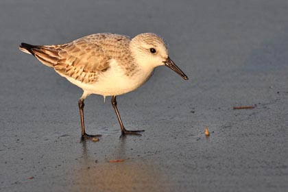 Sanderling Picture @ Kiwifoto.com