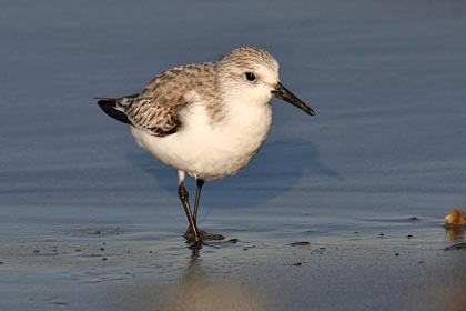 Sanderling Photo @ Kiwifoto.com