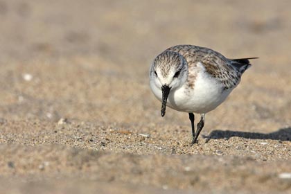 Sanderling Image @ Kiwifoto.com