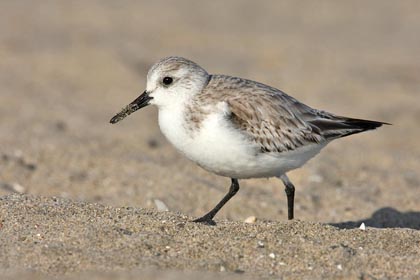 Sanderling Picture @ Kiwifoto.com