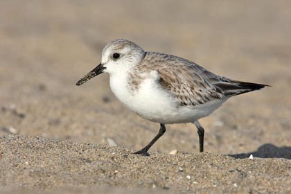 Sanderling Image @ Kiwifoto.com