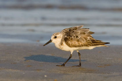 Sanderling Photo @ Kiwifoto.com