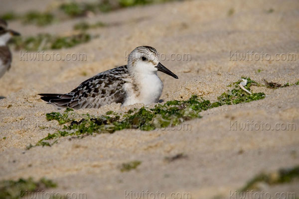 Sanderling Image @ Kiwifoto.com