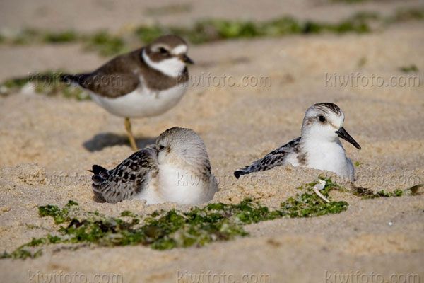 Sanderling Image @ Kiwifoto.com
