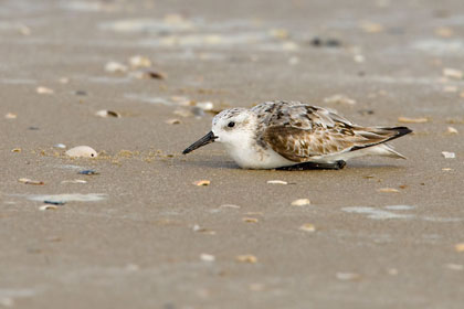 Sanderling Image @ Kiwifoto.com