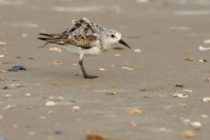 Sanderling Image @ Kiwifoto.com