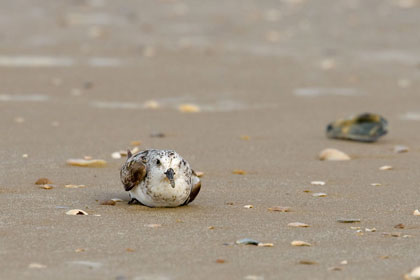 Sanderling Photo @ Kiwifoto.com