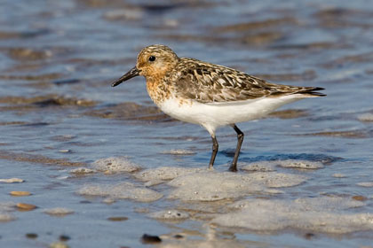 Sanderling (alternate plumage)