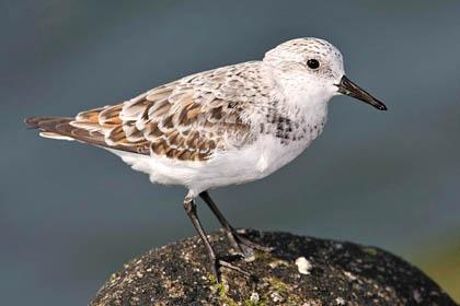Sanderling Image @ Kiwifoto.com