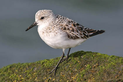 Sanderling Photo @ Kiwifoto.com