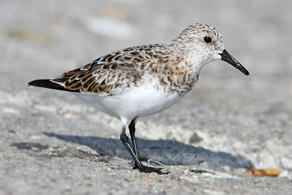 Sanderling Photo @ Kiwifoto.com