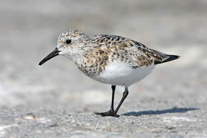 Sanderling Image @ Kiwifoto.com