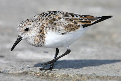 Sanderling Image @ Kiwifoto.com