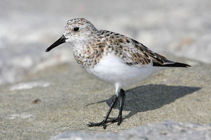 Sanderling Image @ Kiwifoto.com