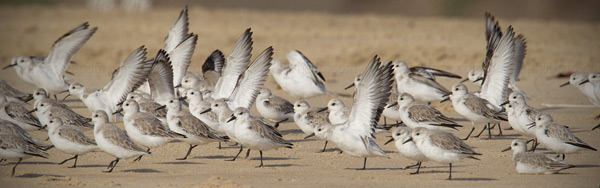 Sanderling Image @ Kiwifoto.com