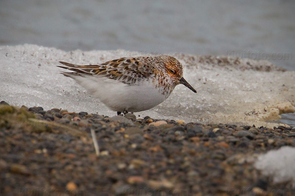 Sanderling Photo @ Kiwifoto.com